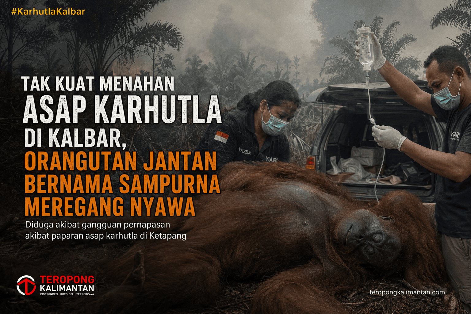 Tak Kuat Menahan Asap Karhutla di Kalbar, Orangutan Jantan Bernama Sampurna Meregang Nyawa